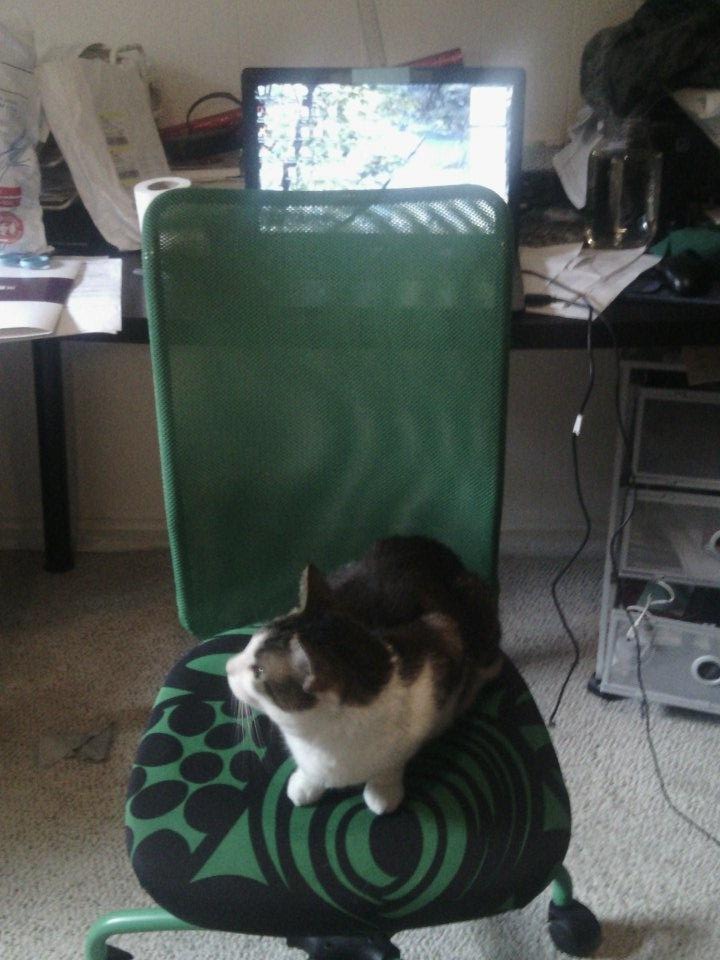 gimblerocket's tweet image. I have work to do, so of course this is happening. #AcademicsWithCats #phdlife #dissertationdeadline