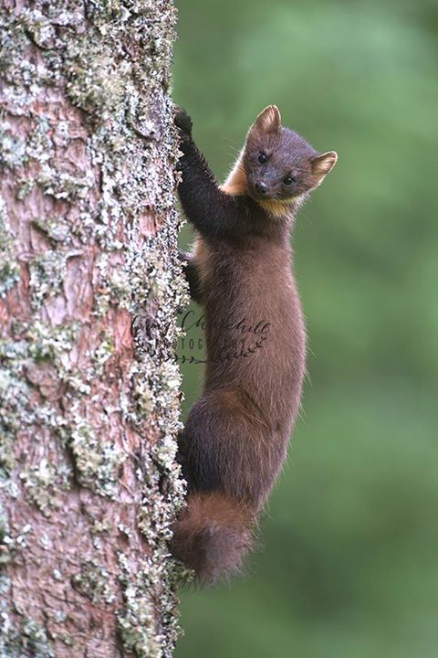 koppereight's tweet photo. What a wonderful world :)חג - A beautiful Pine Marten from our workshops th... https://t.co/ZpX9k2RwUo https://t.co/sp8VLRT21v