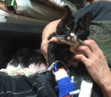 Guys, please help reach my goal - Vet Bill for Marley https://t.co/W6u1v7nNTC @manyvids https://t.co<a href="/tag/mvsales"class="tags"><span>#mvsales</span></a>