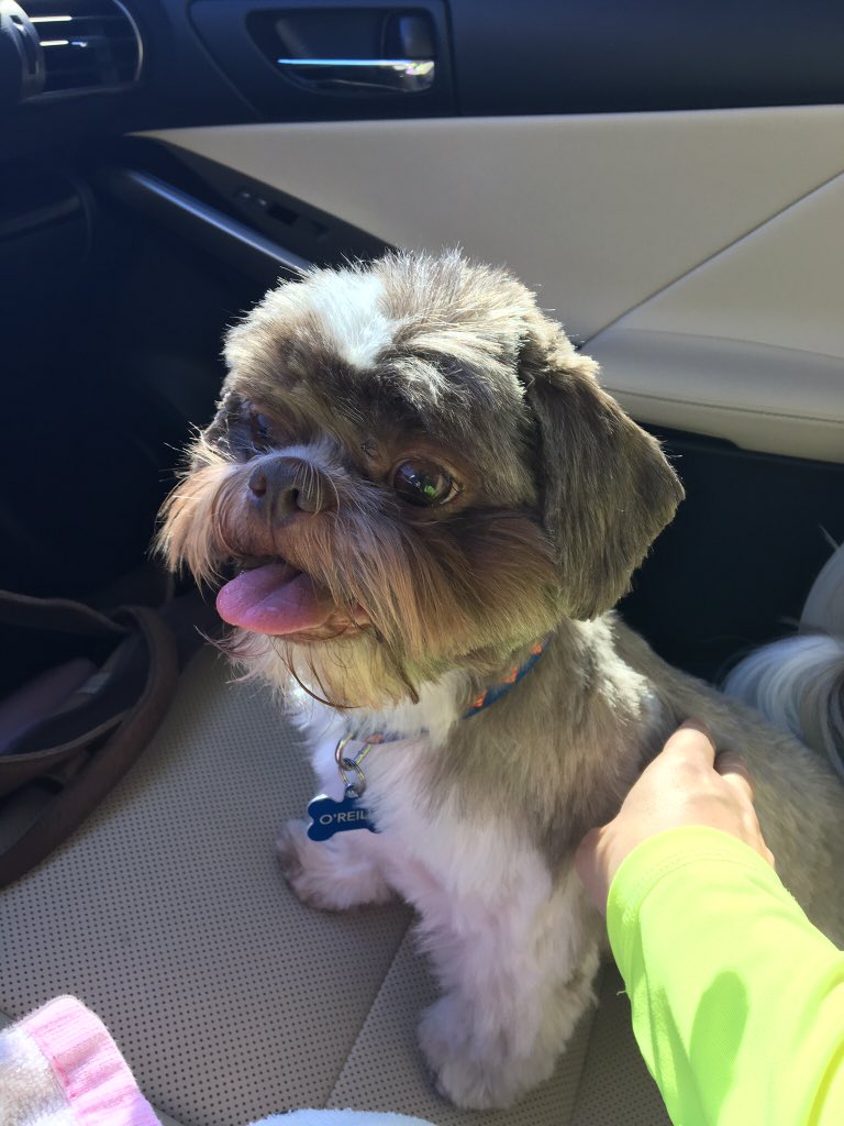maryalison77's tweet photo. @bestfriends and this is Reilly, rescued in March 2013! #NationalMuttDay https://t.co/iJpQuuxj5y