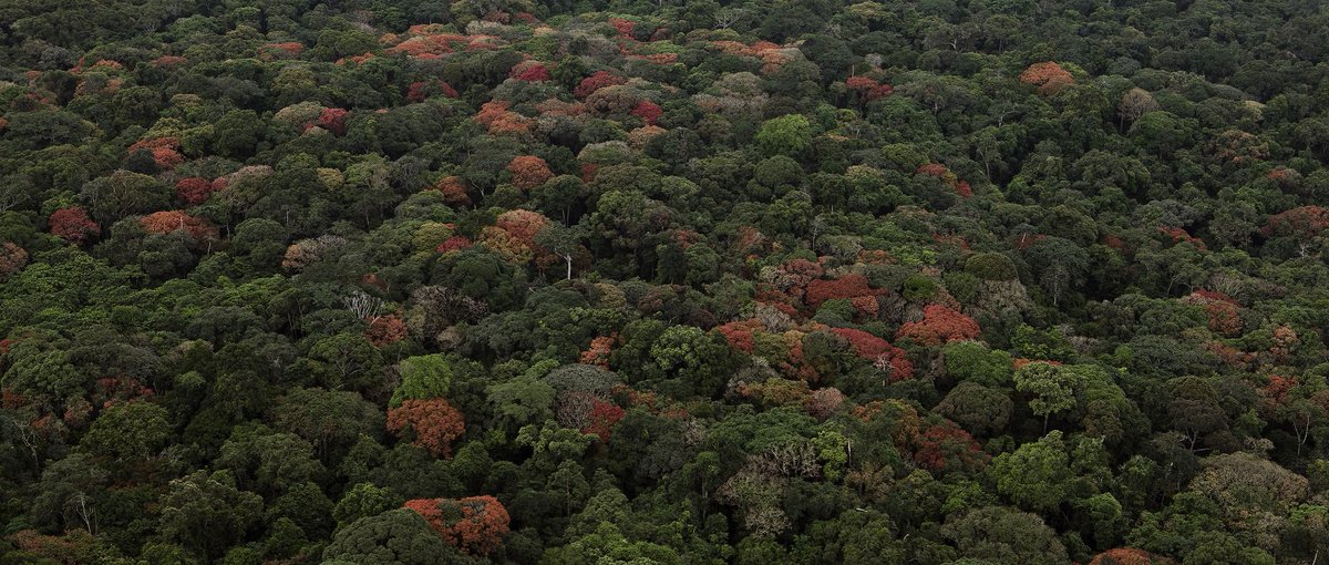 88% of Gabon is covered by lush, tropical #rainforests, making it the second most forested country on the planet!