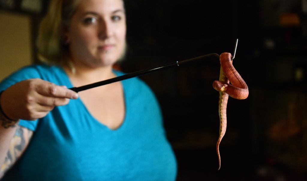 orlandosentinel's tweet image. Florida may restrict private ownership of cobras, other venomous snakes thesent.nl/2aFwazJ