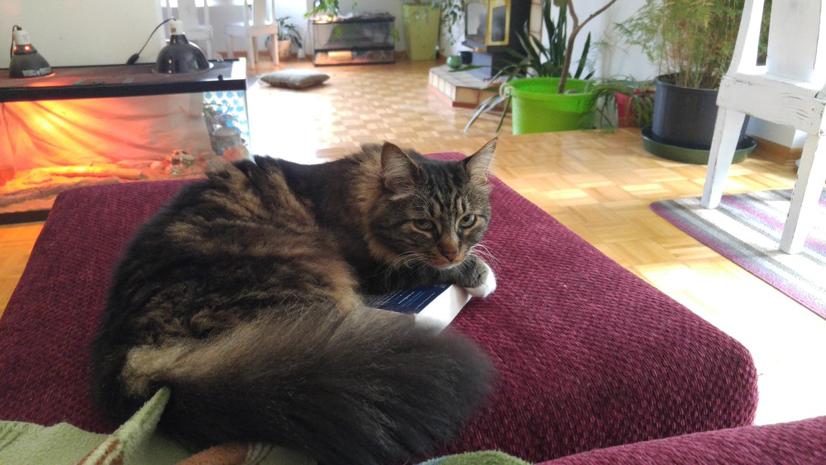 likt589's tweet photo. @neilhimself my cat seems to have an odd interest in your book American Gods... You think this means something? https://t.co/7qg2L6xeJp