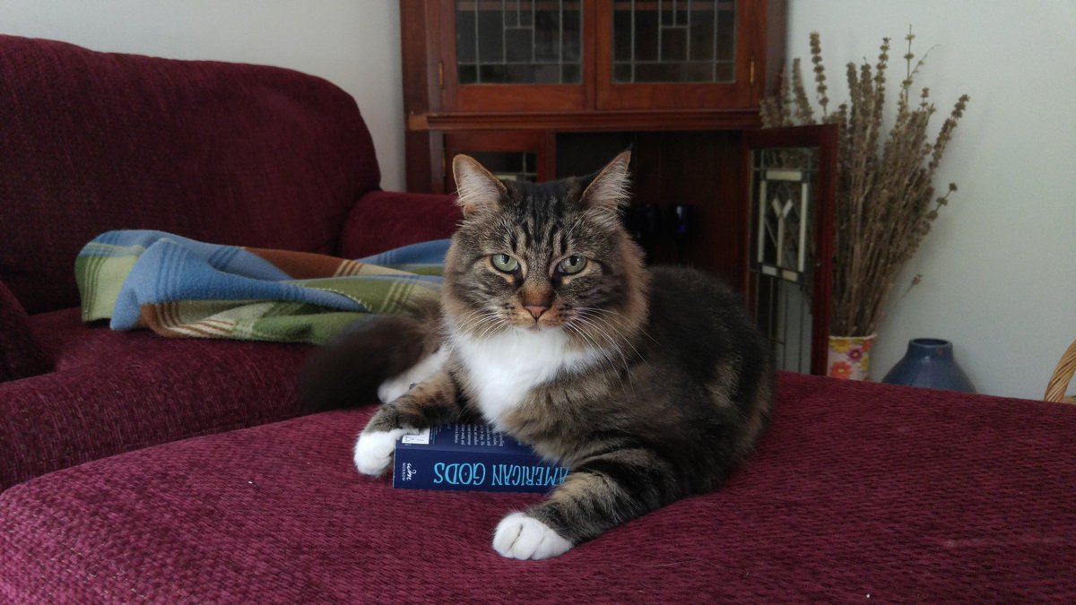 likt589's tweet photo. @neilhimself my cat seems to have an odd interest in your book American Gods... You think this means something? https://t.co/7qg2L6xeJp
