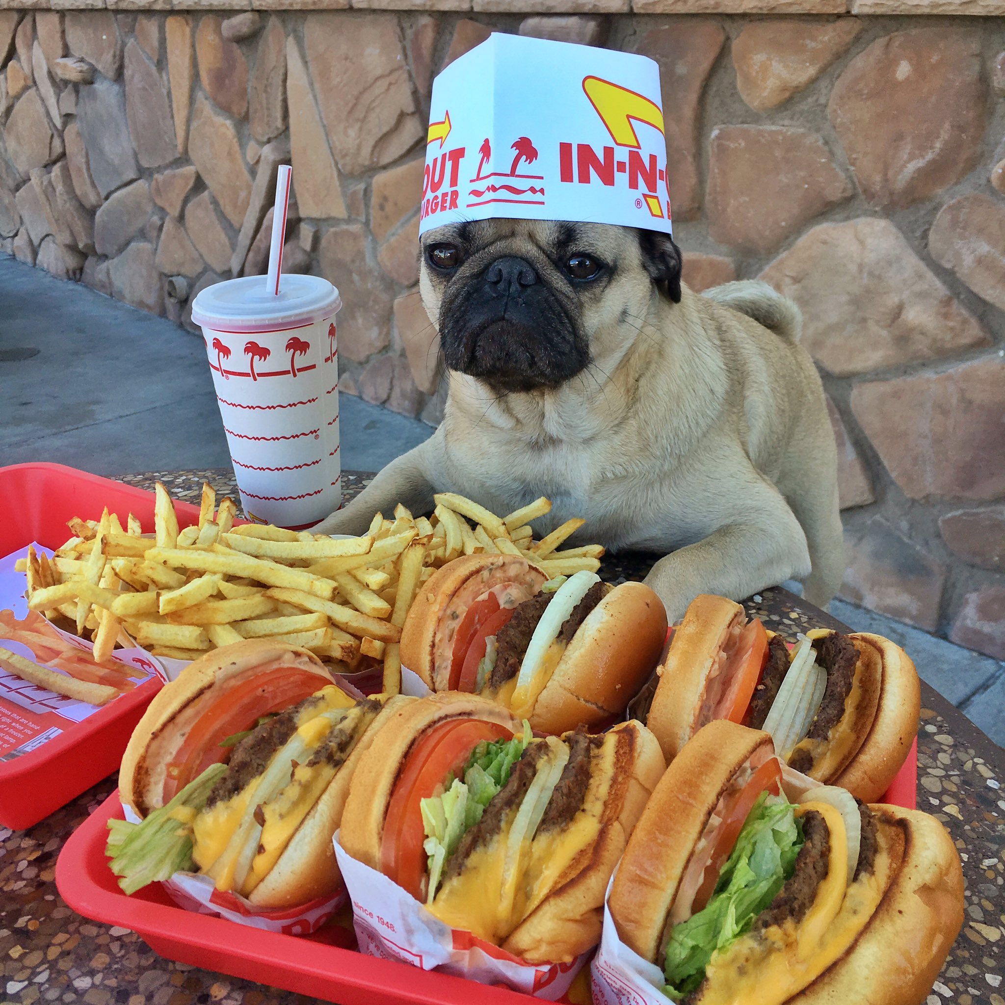 doug-the-pug-on-twitter-when-u-realize-u-didn-t-order-enough