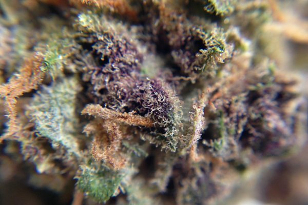 ThinkTankExile's tweet photo. #GranddaddyPurple Strain Review - https://t.co/TVDuYI4MHz  #cannabisculture https://t.co/Kxua725GCt
