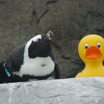 It's time for your daily moment of zen.