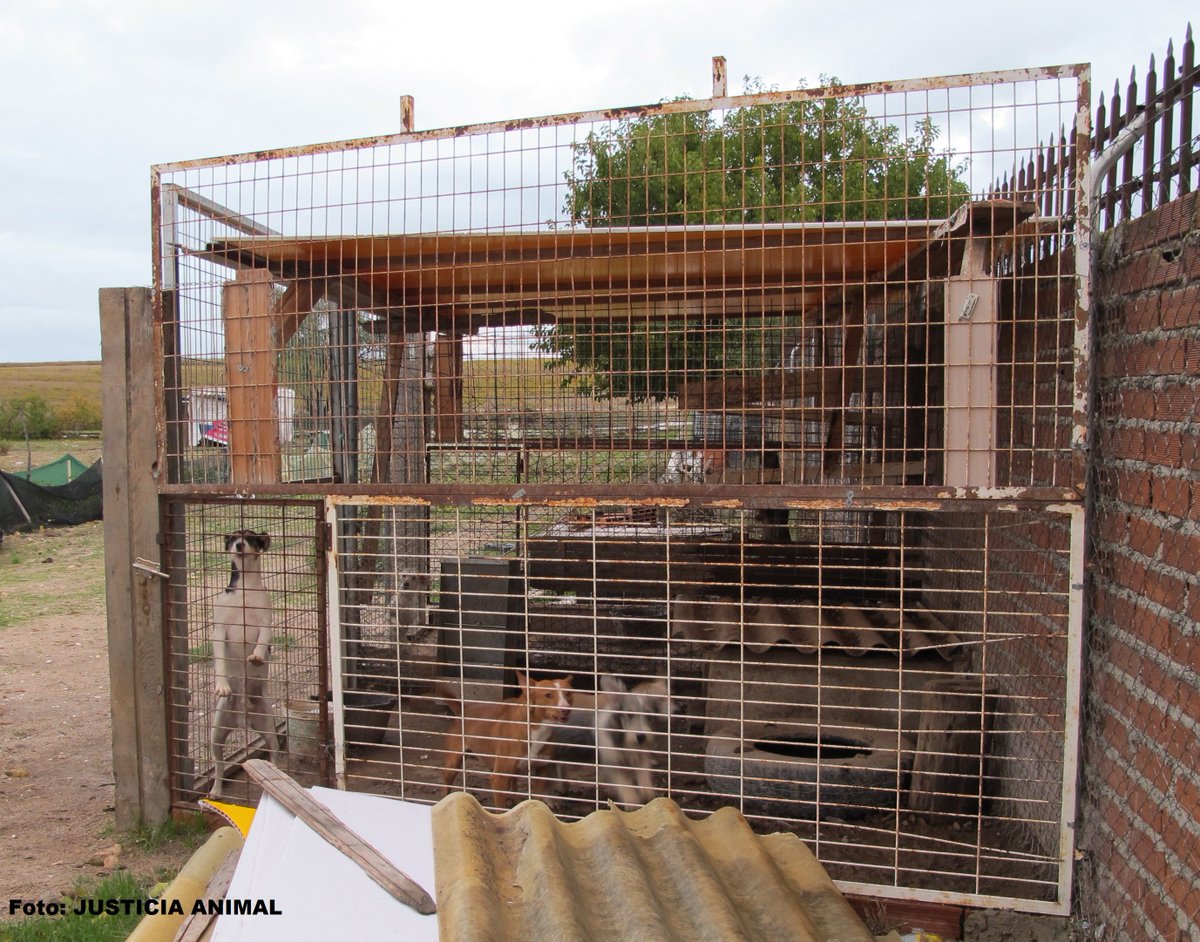 Justicia Animal tweet media