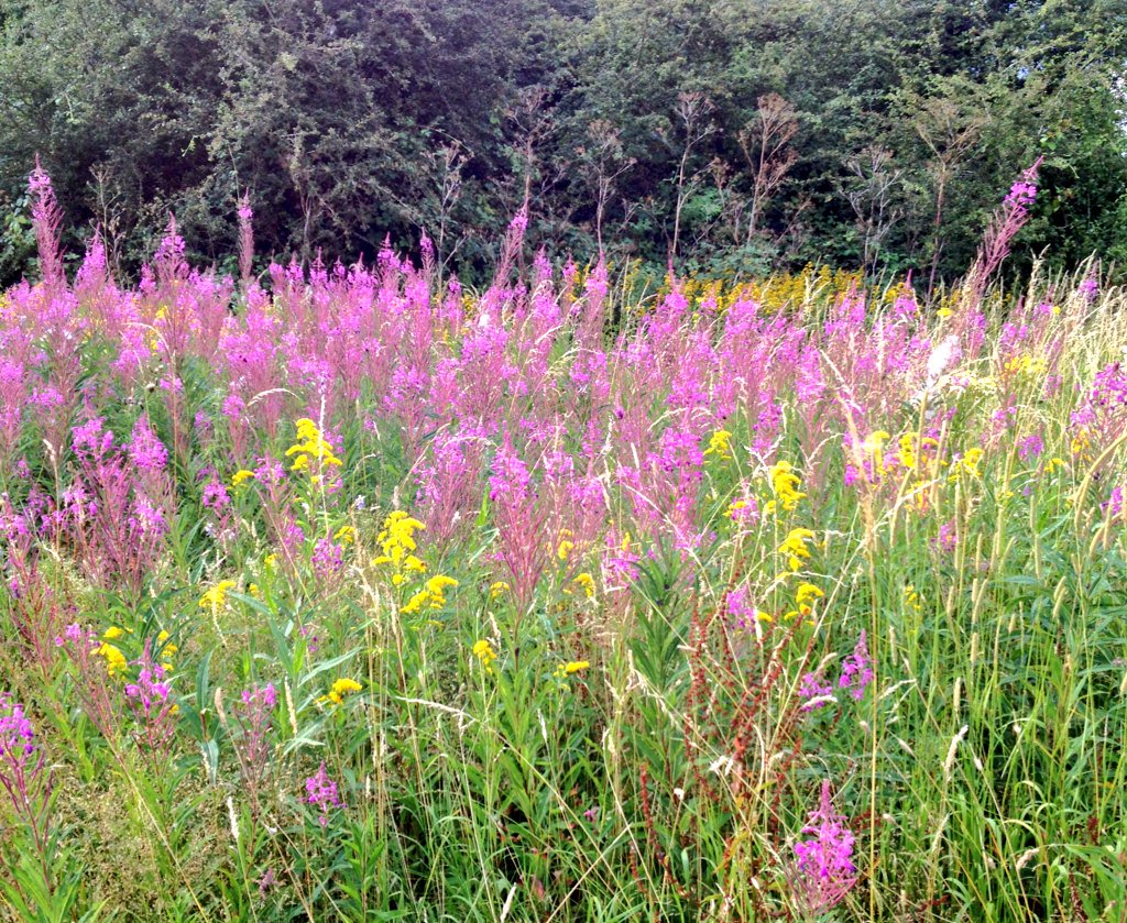 A colourful mix of Rose Bay Willow Herb and Golden Rod on Ham Lands