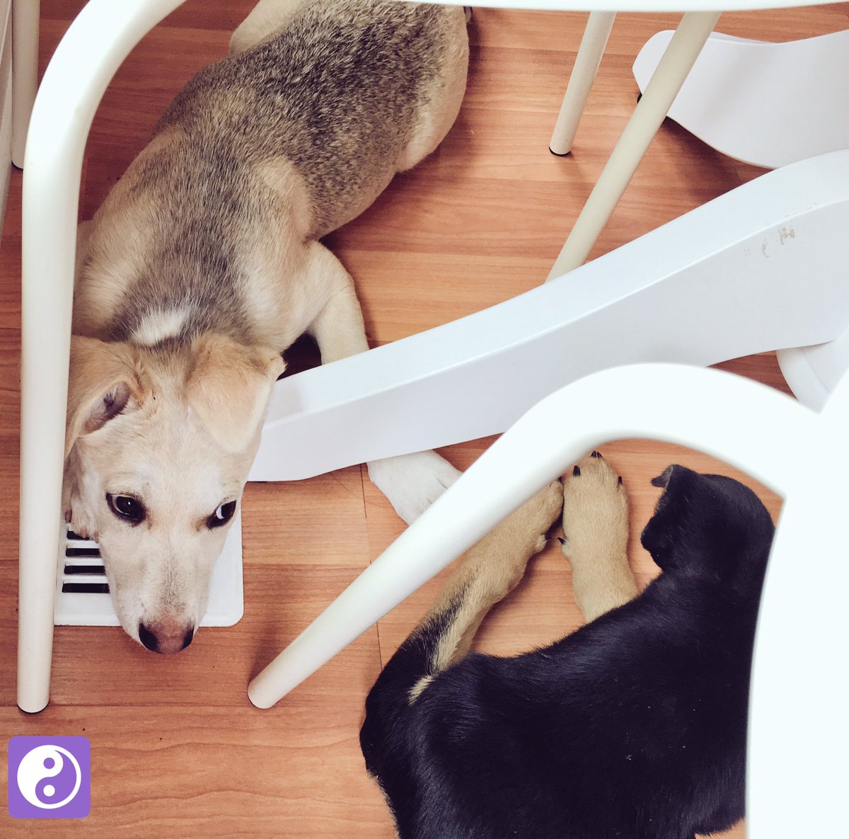 TheDoshaDogsDig's tweet photo. Dosha of The Day: #ColdAir
Why do we dig? When the average temp outside is 95 degrees, laying on the #ACVent works! https://t.co/KN4oddbydU