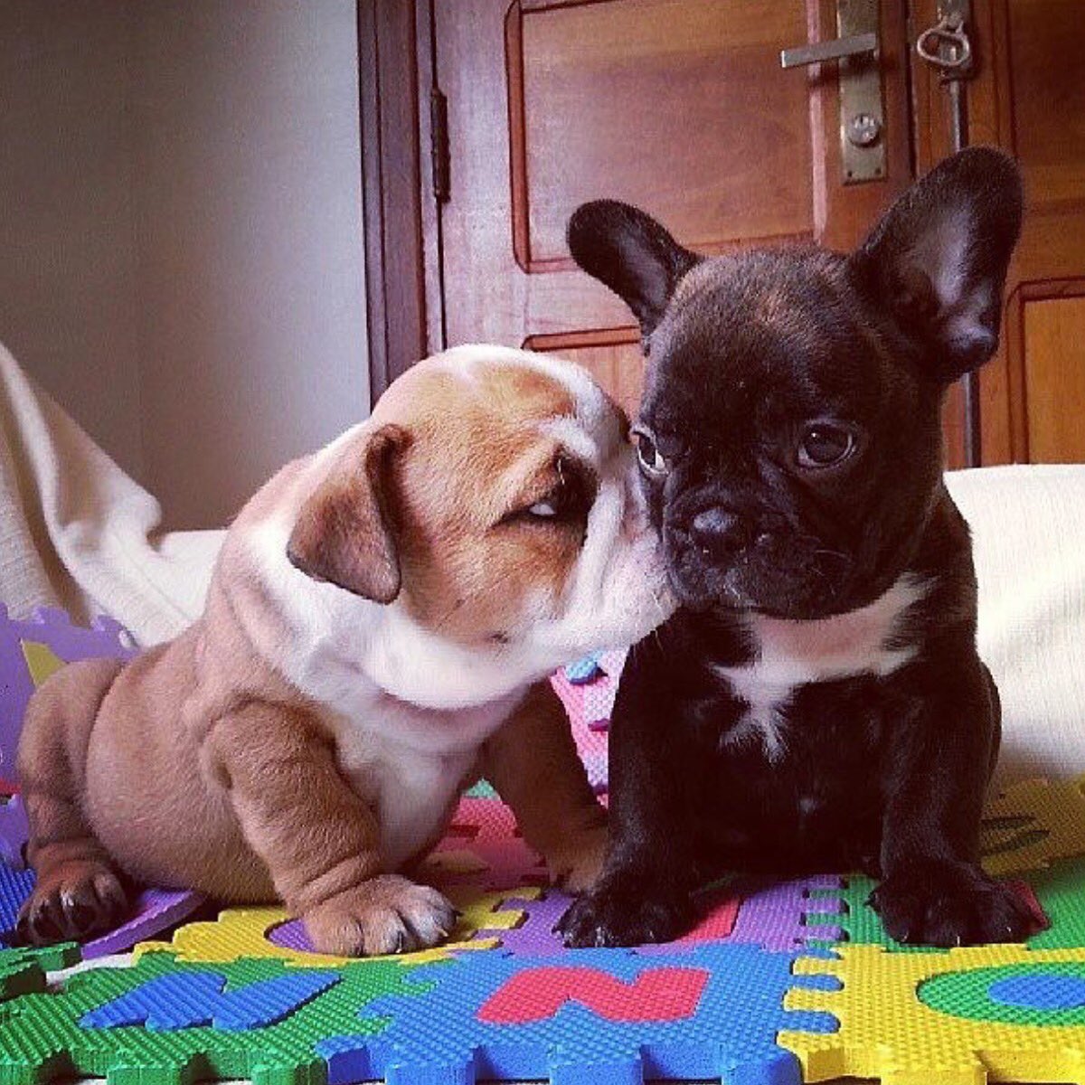 FrenchieManny's tweet photo. When your significant other needs to kiss you every time before you leave even though you will be gone 10 minutes. https://t.co/HQRRKfKF2p