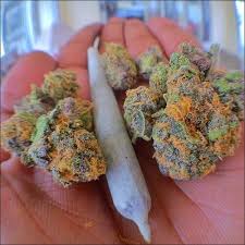 a prefect roll with the prefect plant