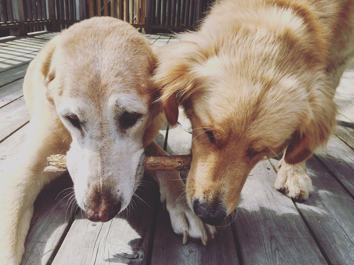 OwenTheDawg's tweet photo. Hey bro, nice stick! #stickmode #dutchthedog https://t.co/wEbAIxqvfe