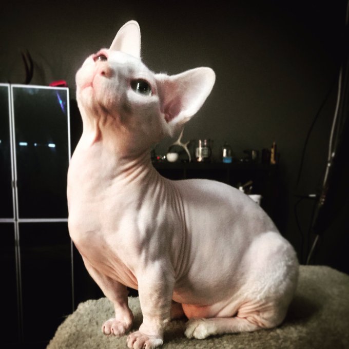 I can't remember the last time I cared so little about anyone or anything.  Except my cats.  I always<a href="/tag/gasmask"class="tags"><span>#gasmask</span></a>