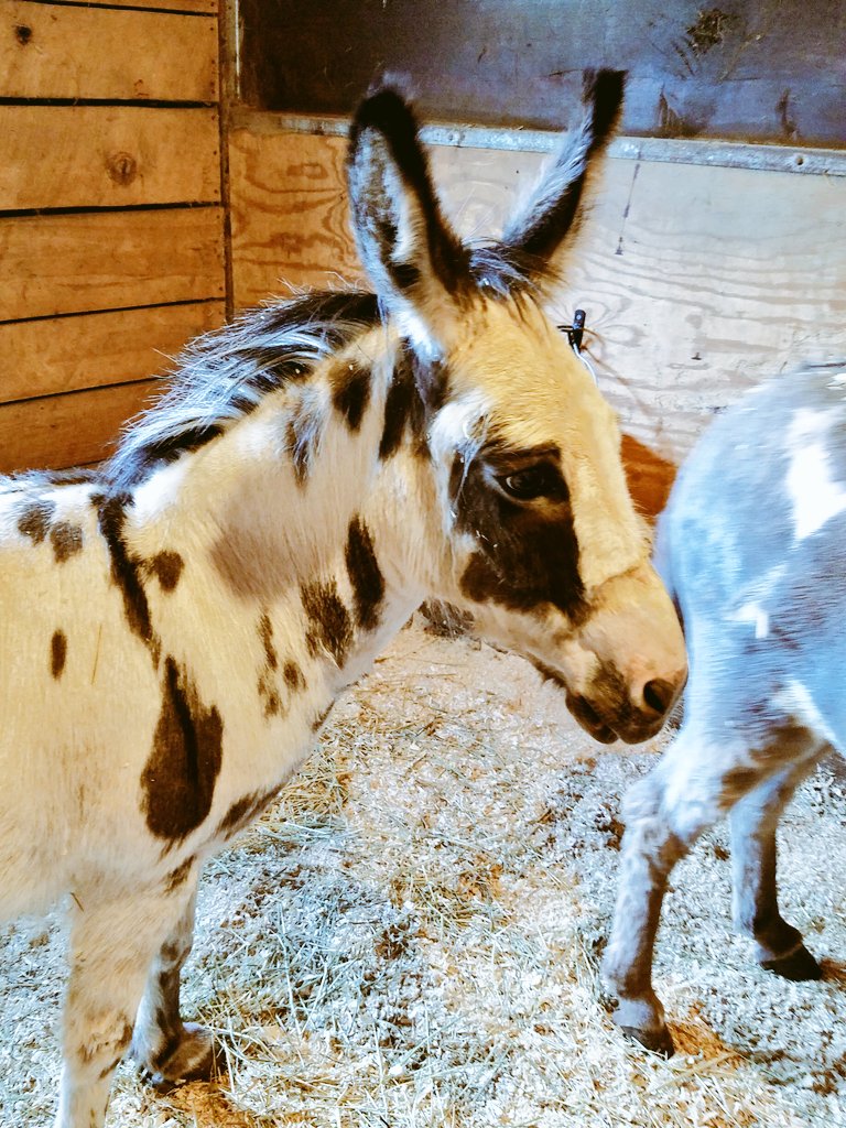 kjsmith630's tweet image. Welcomed two additions to #SmithFarm. We got our donkeys Mercy and Jessica!