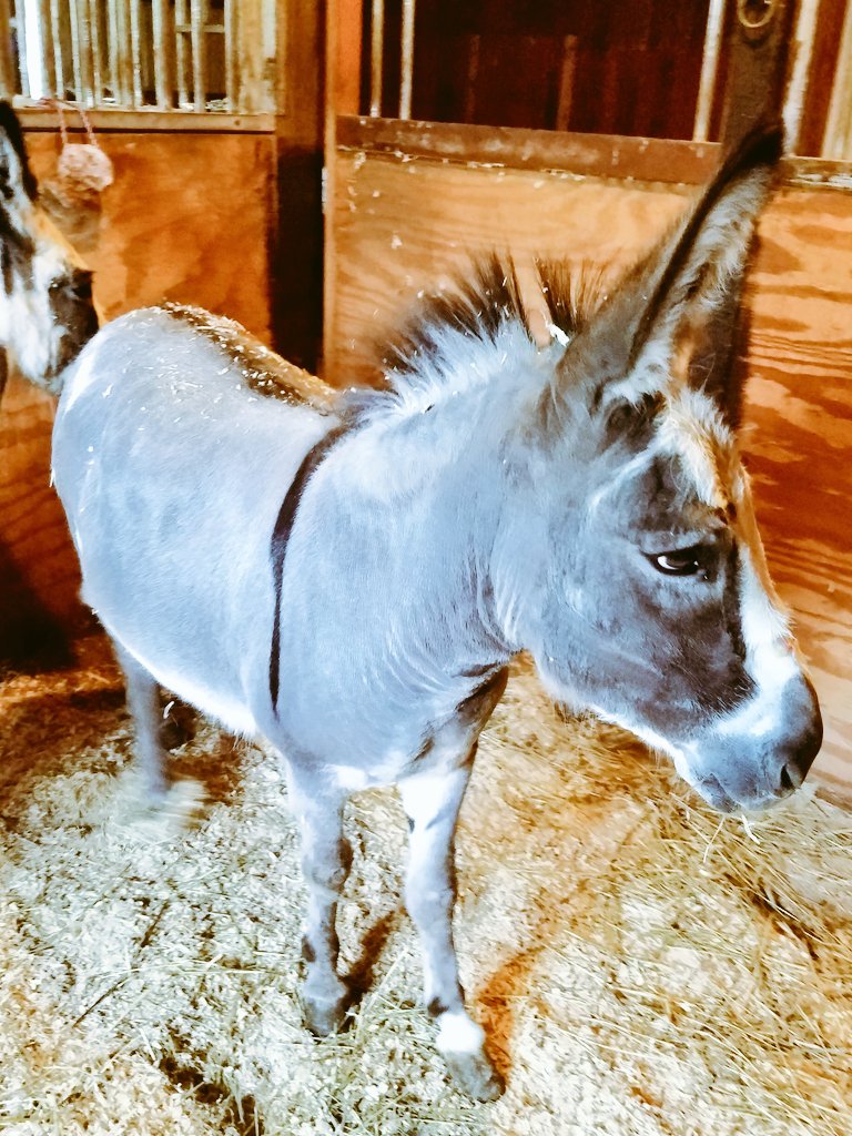 kjsmith630's tweet image. Welcomed two additions to #SmithFarm. We got our donkeys Mercy and Jessica!