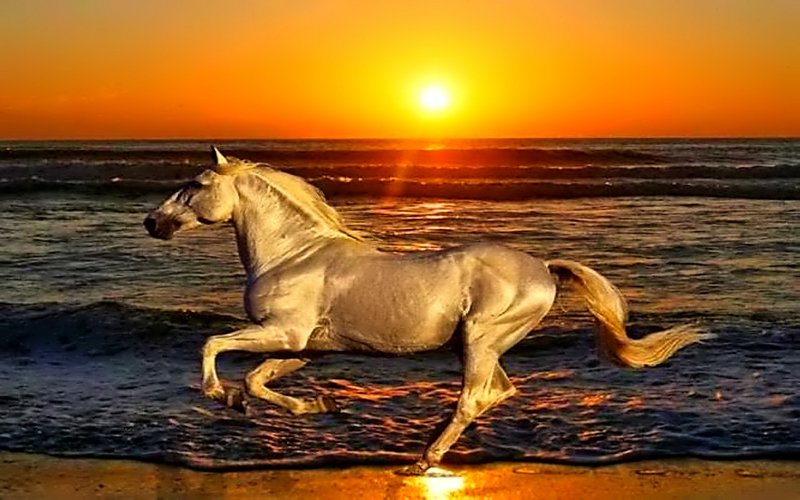 Gara_1G's tweet photo. #sunset #beach #animals #horses https://t.co/6zAjqn5d4x