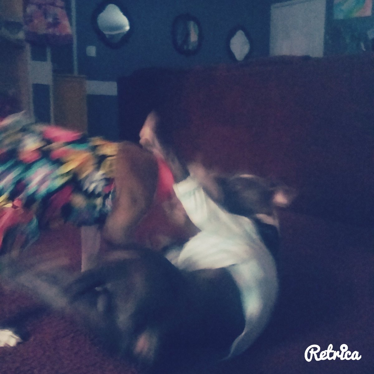 WORMWOOD_Scotty's tweet photo. A close up of Kilo getting tackled by the baby Gram. Hahahahahahhahhahah https://t.co/f7jf7Pxb0e