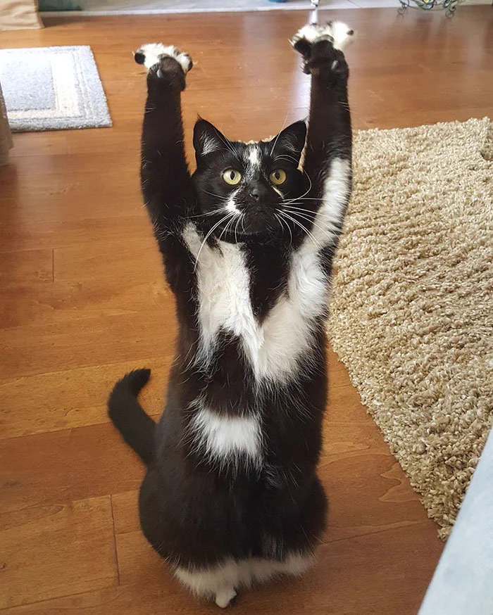 かわいすぎるｗあちこちでばんざーいをし続ける猫ｗｗｗあだ名はゴールキティ、その理由は？ｗｗｗｗ
