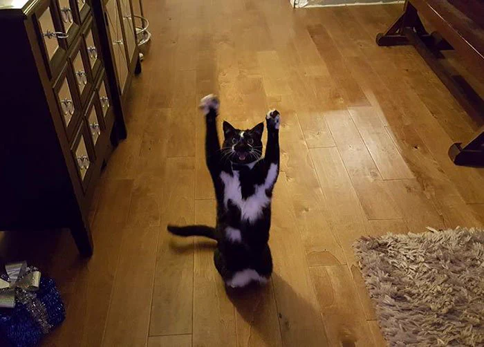 かわいすぎるｗあちこちでばんざーいをし続ける猫ｗｗｗあだ名はゴールキティ、その理由は？ｗｗｗｗ