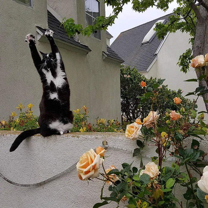 かわいすぎるｗあちこちでばんざーいをし続ける猫ｗｗｗあだ名はゴールキティ、その理由は？ｗｗｗｗ
