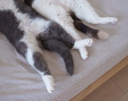 zebrinol's tweet photo. Да, у меня слабоумие, но эти коты просто невероятные https://t.co/p9DzxCoYOj