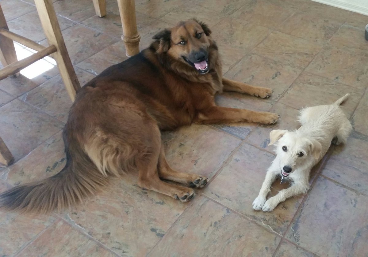 sgtbetsysmith's tweet photo. Love these two so much!  #NationalMuttDay #marleysmith #sadiesmith #dogsoftwitter #rescuedog https://t.co/BK0P32IXs6
