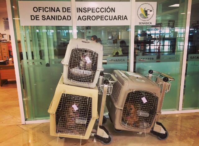 Pet_IQ's tweet photo. Putting your #dogs in the care of a stranger is hard to do, especially when #travelling. Have ?'s, ask me! #petIQ https://t.co/f7Vur76O4L