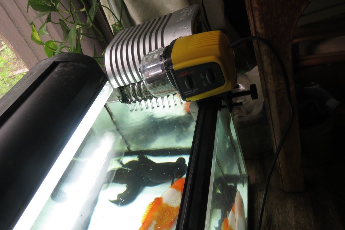 中嶋 隆 旅行に備えて 金魚の自動餌やり器を 購入 二つの水槽に付けたのですが 中国製で 英語 中国語のぶっきらぼうな説明書しかついていない 日本製は こういう点は 痛いところにも手が届くように説明してあるのですが 中嶋 隆 旅行に備えて 金魚の自動餌やり器を 購入 二つの水槽に付けたのですが 中国製で 英語 中国語のぶっきらぼうな説明書しかついていない 日本製は こういう点は 痛いところにも手が届くように説明してあるのですが