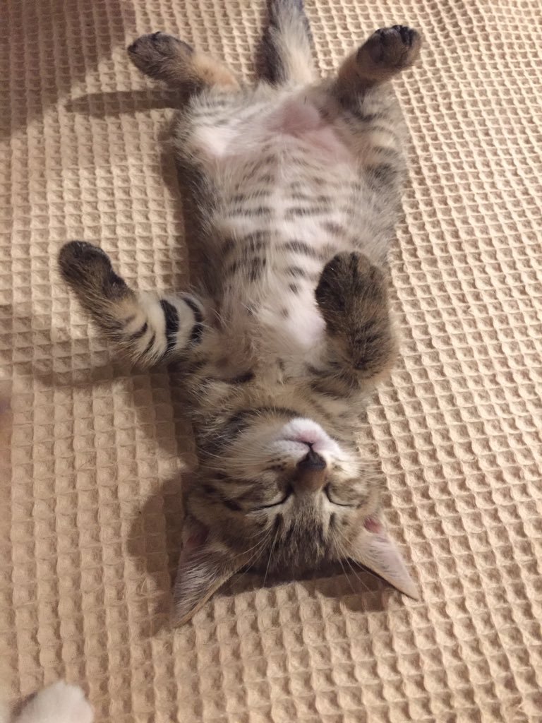 m___deux's tweet image. #癒されてください