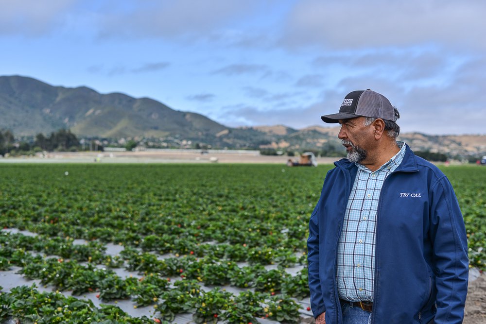 CAStrawberries's tweet photo. The most amazing look at our recent #CAFarmFresh tour, via @ChristysChomp: https://t.co/lYlmYj4pzz #castrawberries https://t.co/gFf9AYXHJc
