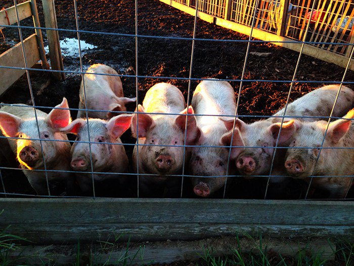 HopGrape's tweet image. GOODALE FARMS hopgrape.com/listing/goodal…