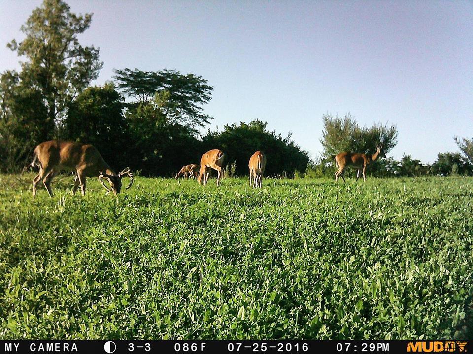 TrophyPursuit's tweet photo. Arrow Seed "trophy banquet" in action!
#ArrowSeed https://t.co/eS76d6Yubq
