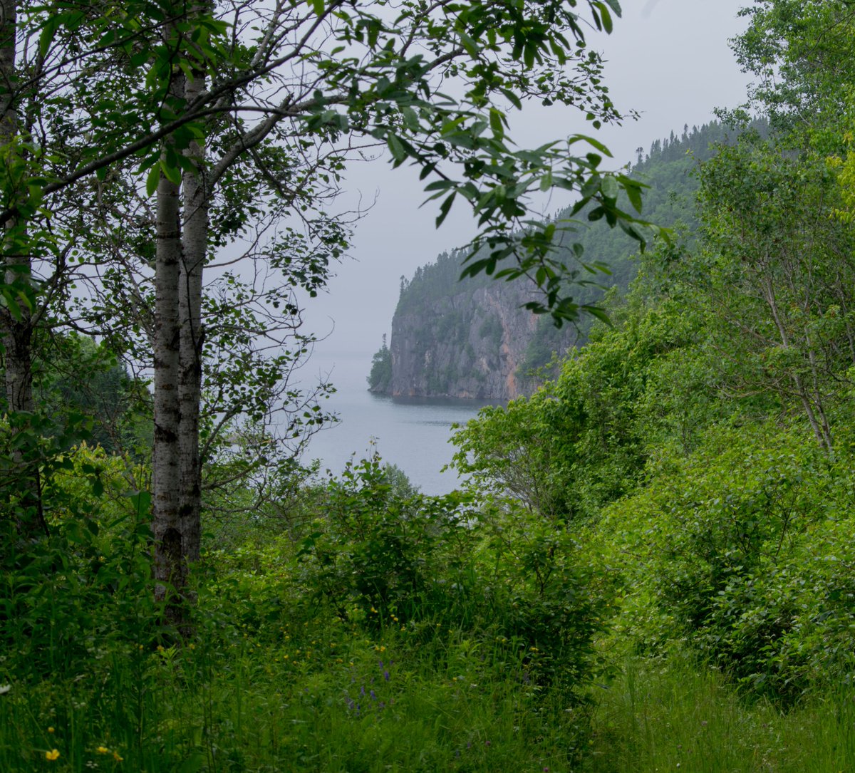 Beebewitz's tweet image. Grass grows tall
on ancient wheel tracks
to paradise
elixirated.blogspot.ca