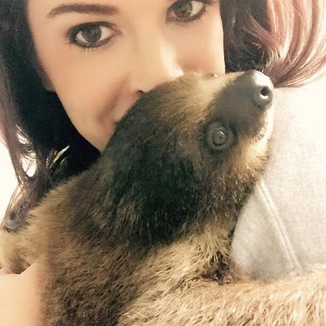 Extreme_Animals's tweet photo. Welcome Flash, our new baby sloth 😂 https://t.co/TvQ2xjLReF