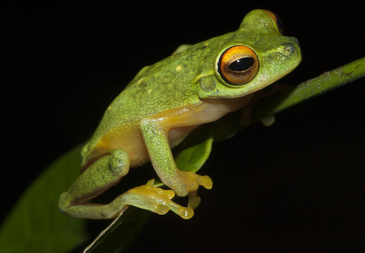 deborah bower 🐢 🌈 🐸 tweet media