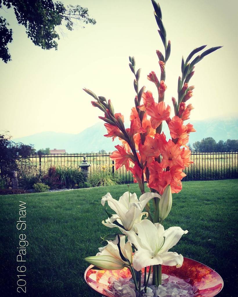 paigeshawdotcom's tweet image. Photo of the Day 213 - Love flower arranging too. #flowerarrangement #allthingscreative #flowerpower #glassisfromou…