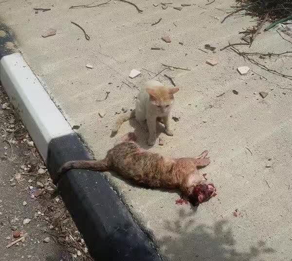 KhalifahMedia's tweet photo. Kucing ni selamatkan kwn dia.

😢😢😢😢😢😢💔💔💔💔💔 https://t.co/6n21WBKsWW
