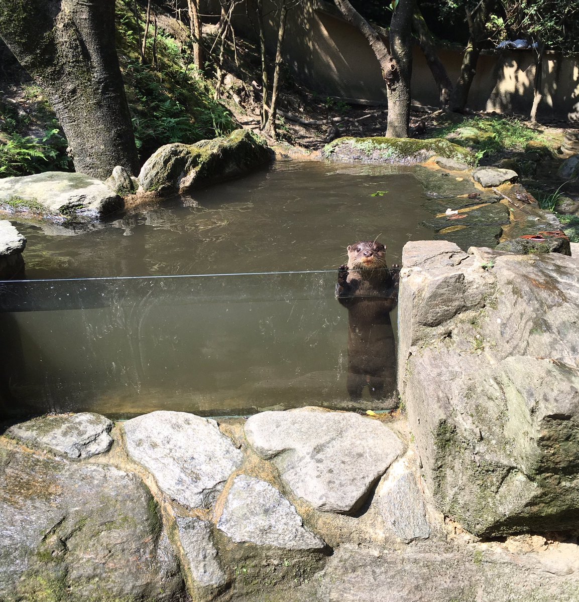 長崎バイオパーク公式 ぬっかねぇ 水に入らんばうったおるっばい しかも最近 日のなごうなっとるもんね 夕方になってもいっちょん陽の沈まんけん営業時間延ばしたらどがんね どうやら本日から8月31日まで営業時間を30分延長しますと言いたいよう 長崎バイオパーク公式 ぬっかねぇ 水に入らんばうったおるっばい しかも最近 日のなごうなっとるもんね 夕方になってもいっちょん陽の沈まんけん営業時間延ばしたらどがんね どうやら本日から8月31日まで営業時間を30分延長しますと言いたいよう