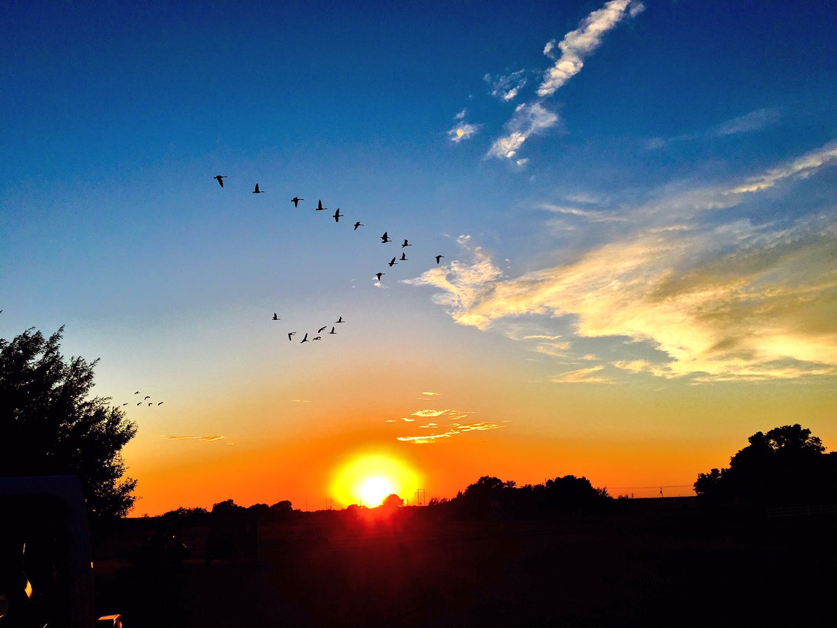 Thomcat070210's tweet photo. @ProudFather222  @Thomcat070210 @thomcat122173 geese in sunset going north 7/31/16 ? https://t.co/BQUnSuamIN
