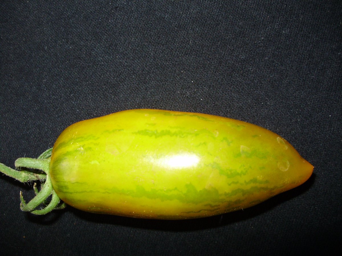 GriffinGlasshse's tweet image. RT @nickykylegarden: #ATomatoADay a fun one! Greensleeves - tasty in salads, #productive .... #Organic #peatfree