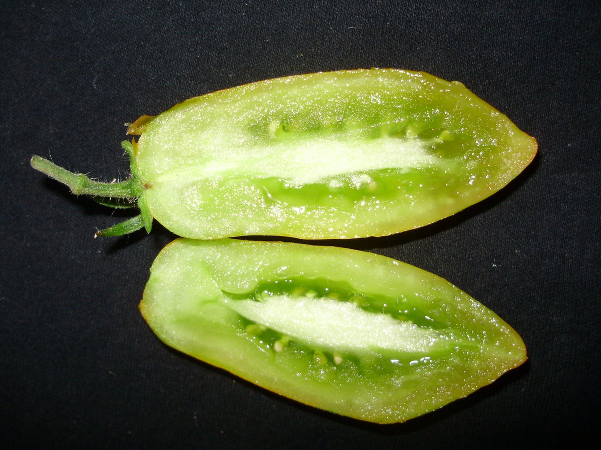 GriffinGlasshse's tweet image. RT @nickykylegarden: #ATomatoADay a fun one! Greensleeves - tasty in salads, #productive .... #Organic #peatfree