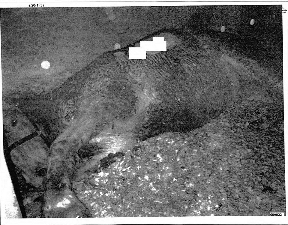 CVEWC's tweet photo. Access-To-Information Documents Reveal Horse Death On Atlas Air Flights To Japan https://t.co/9IAovIae7T https://t.co/5PbFFjV8G7