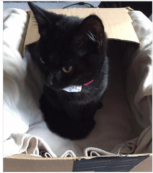 reggiemollieros's tweet photo. Black female kitten FOUND corner of Midmoor and Haverhill Road Balham SW12 not chipped. https://t.co/liJccjQqBC