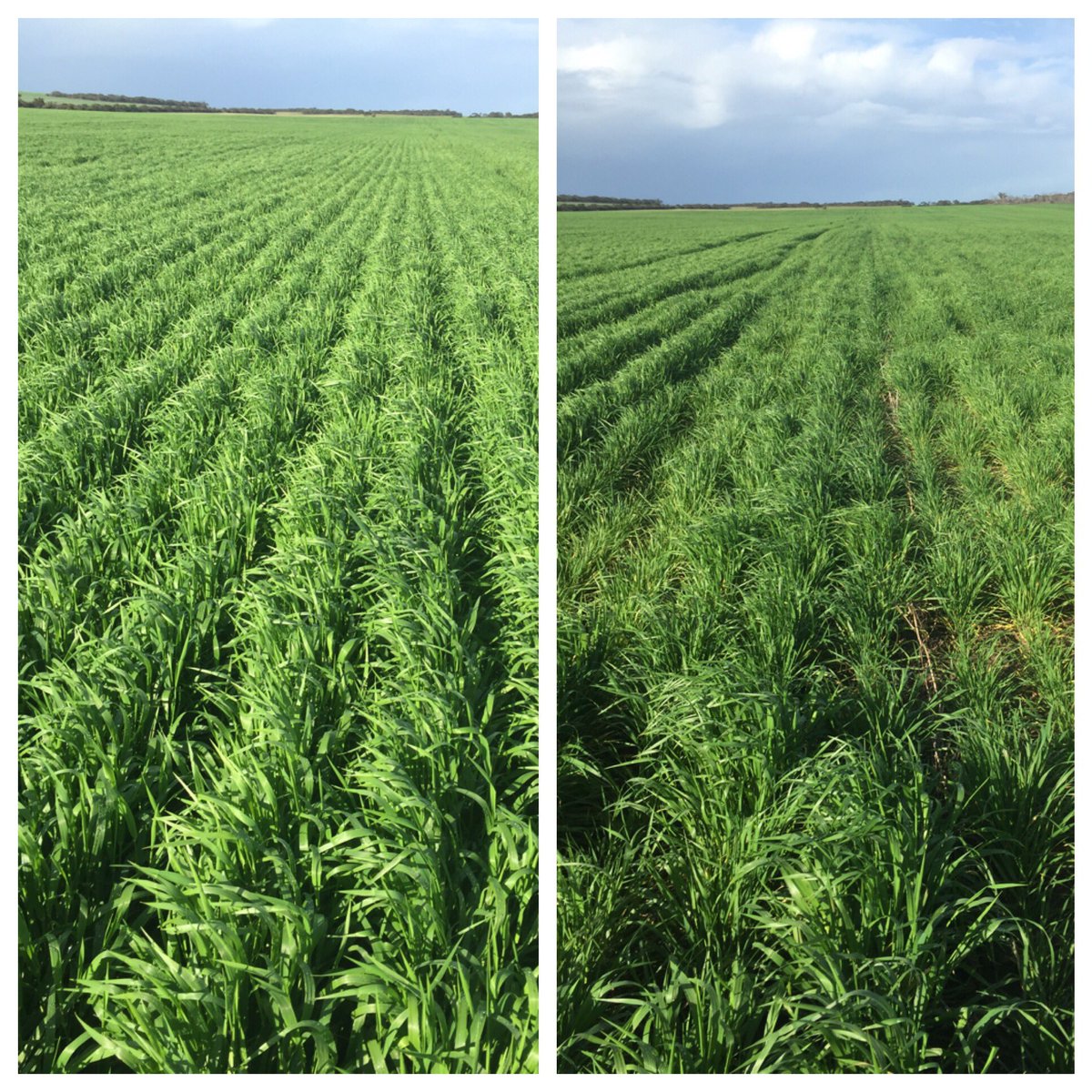 Dylon Kay tweet media