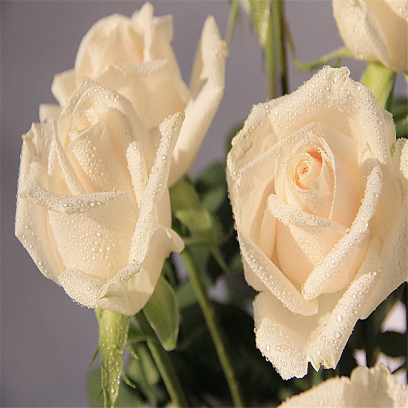 Focusflower tweet picture