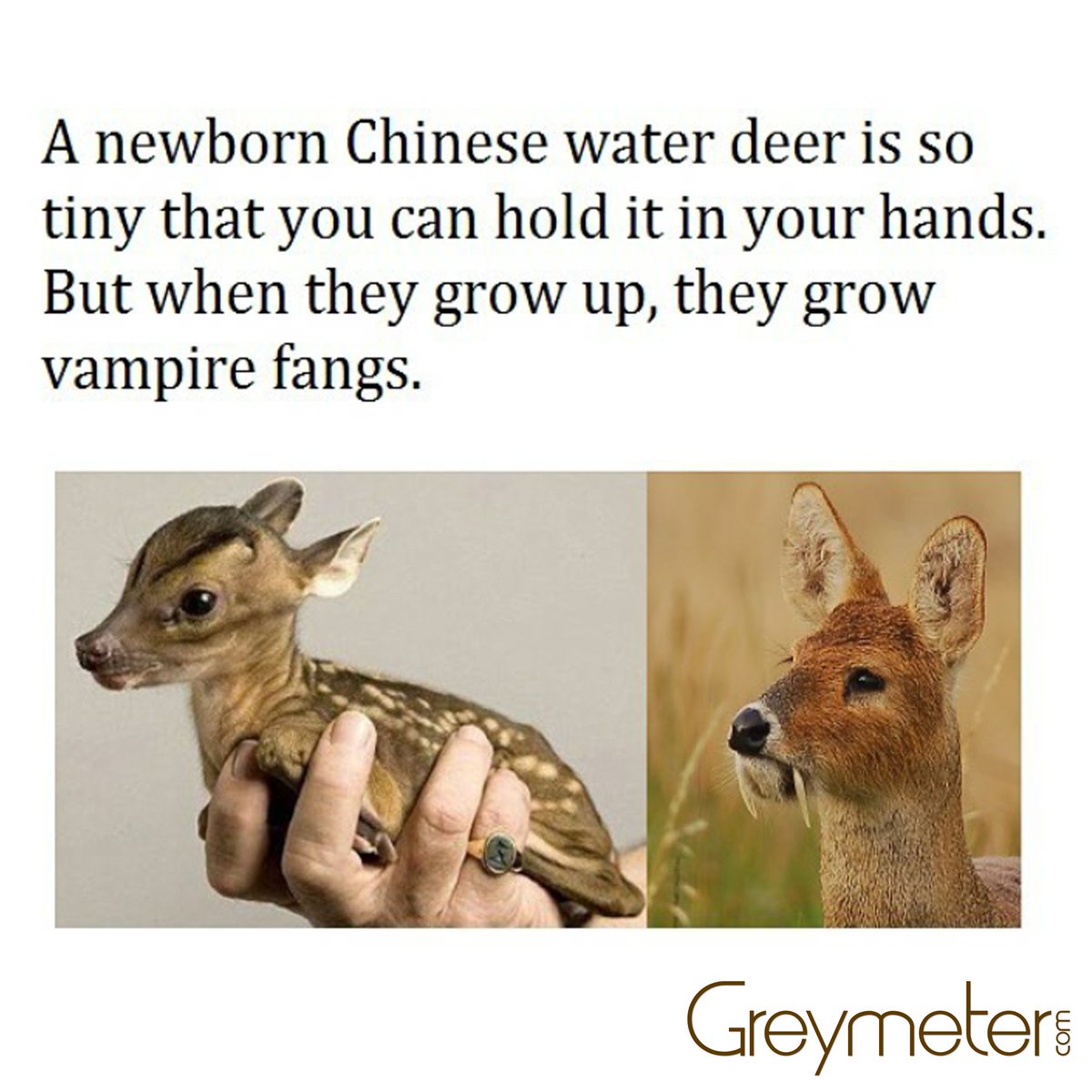 GreymeterGlobal's tweet image. #deer #didyouknow #greymeter