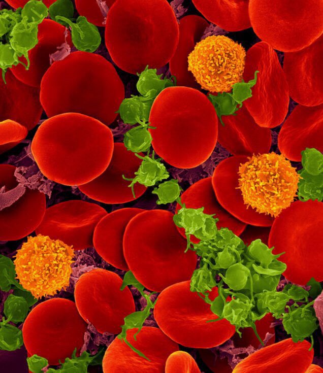 BioDetectives's tweet photo. Diverse article topics on #BioDetectives π #scicomm #sciencewriting #phdlife https://t.co/UCrGg8rpRf
