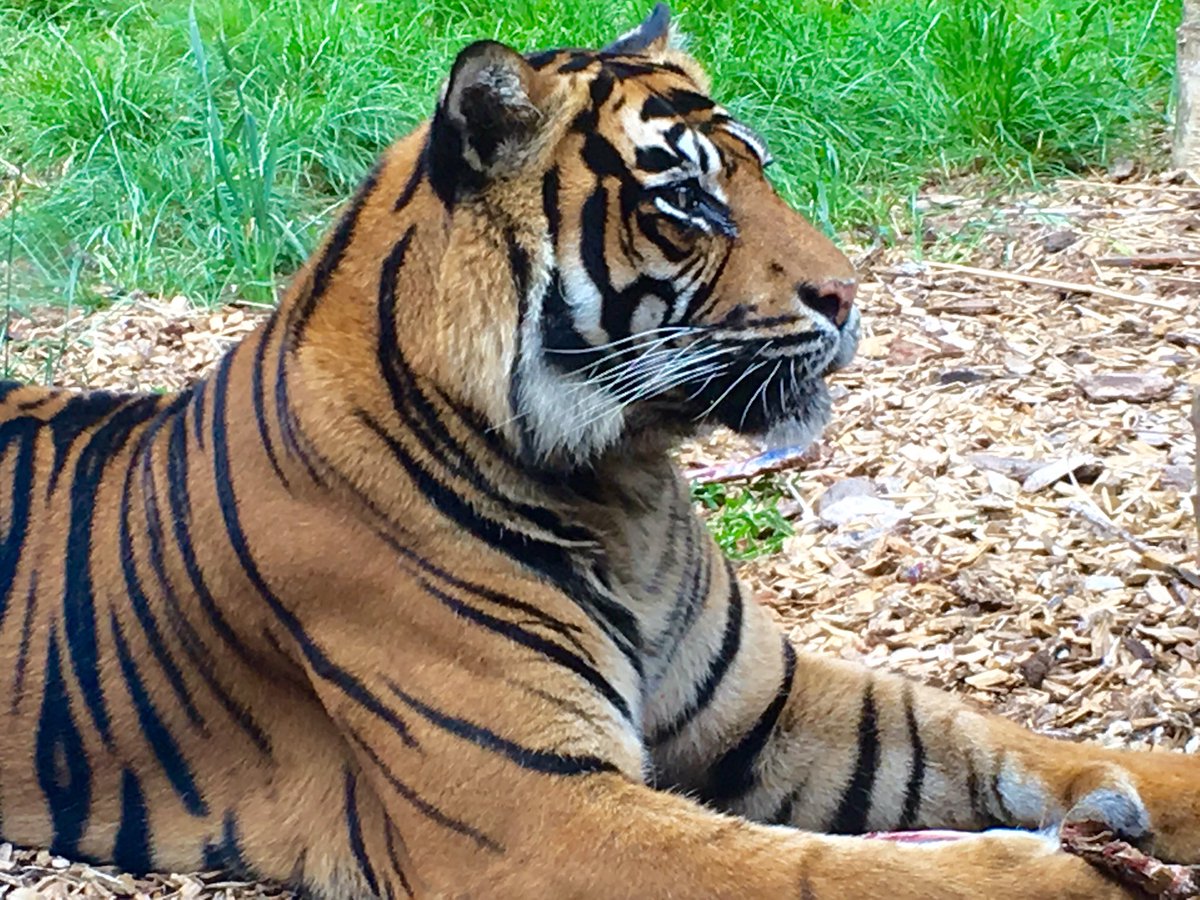 Miss_E_B's tweet photo. Perfect timing to see this AMAZING tiger leap for his lunch-truly spectacular #mymerlinsummer @CWOA @MerlinOfficial https://t.co/VED2yjhtzU