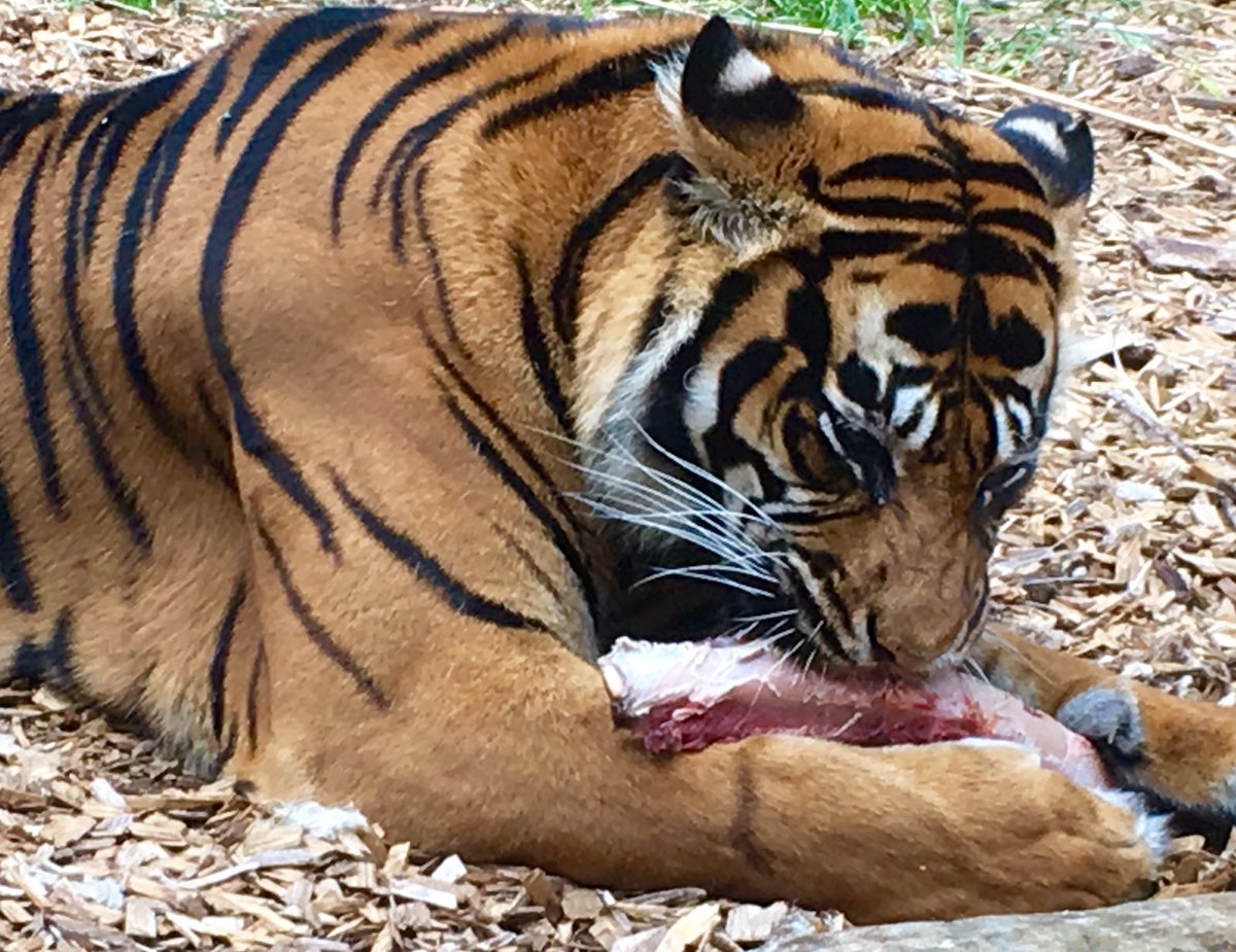 Miss_E_B's tweet photo. Perfect timing to see this AMAZING tiger leap for his lunch-truly spectacular #mymerlinsummer @CWOA @MerlinOfficial https://t.co/VED2yjhtzU